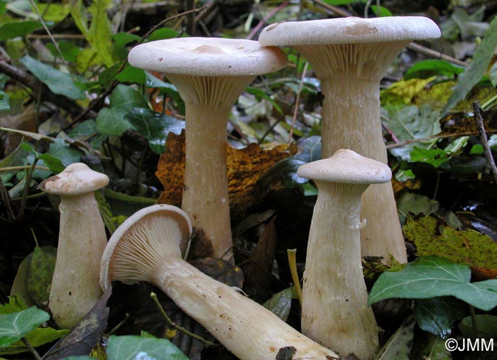 clitocybe tête de moine 